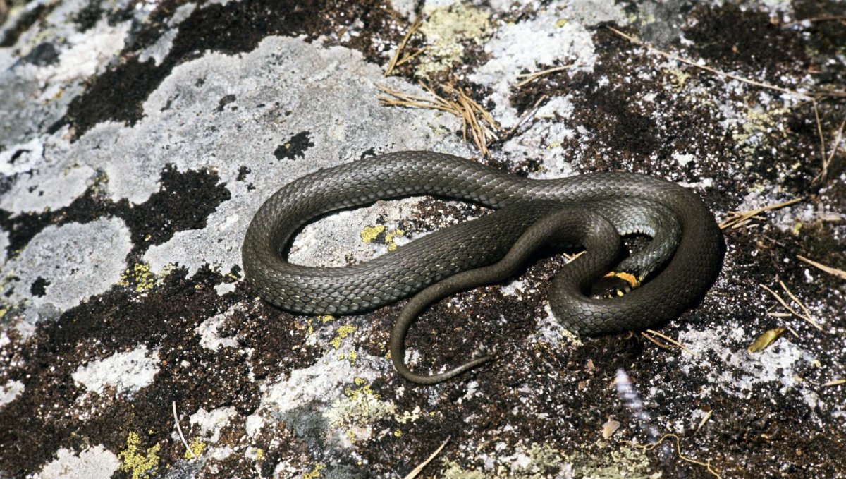 Черный полоз Южный