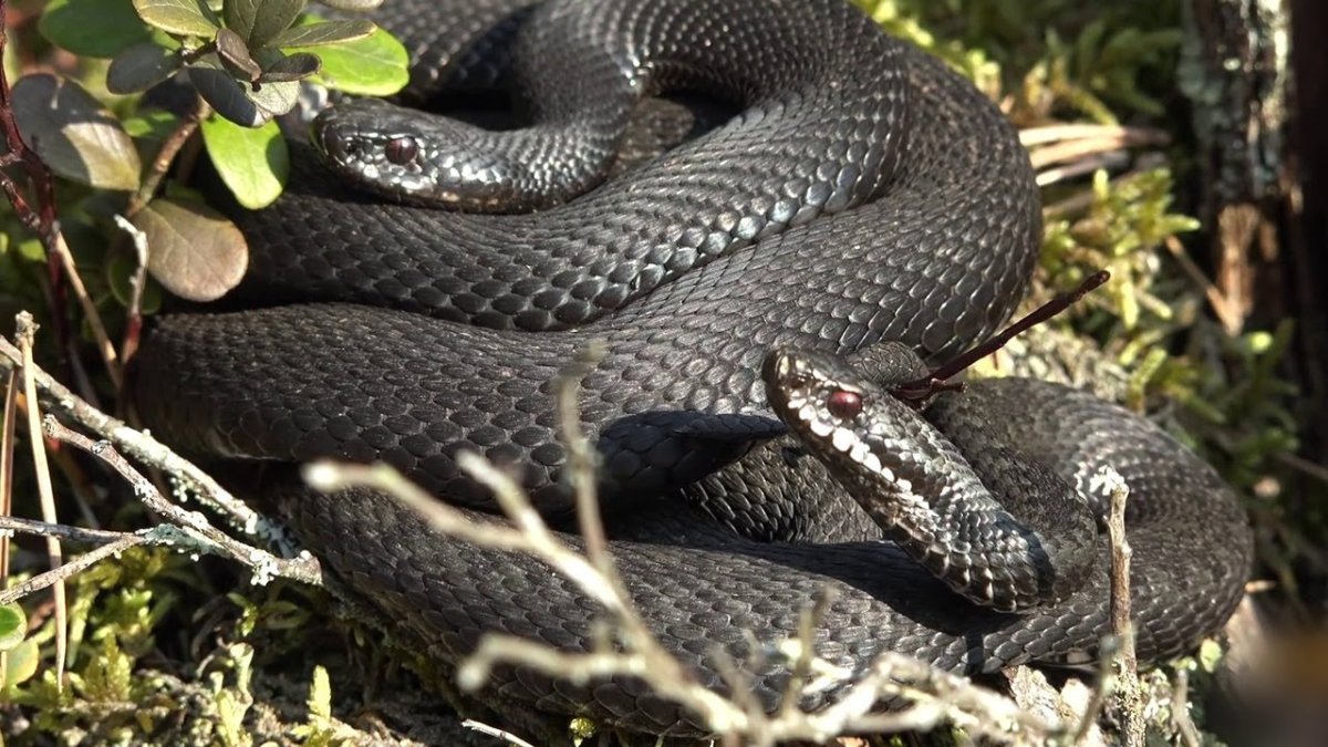 Гадюка в Липецкой области фото