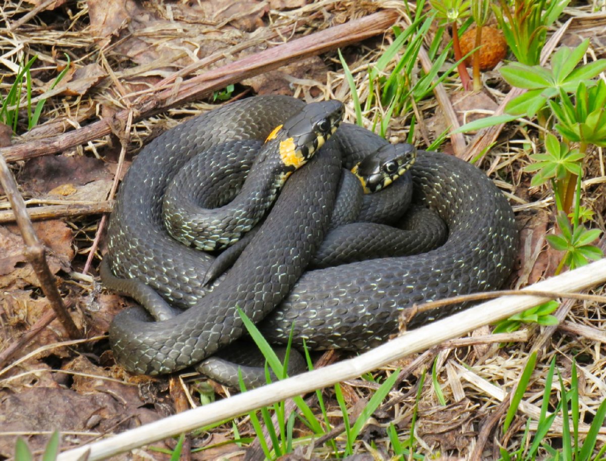 Свадьба ужей