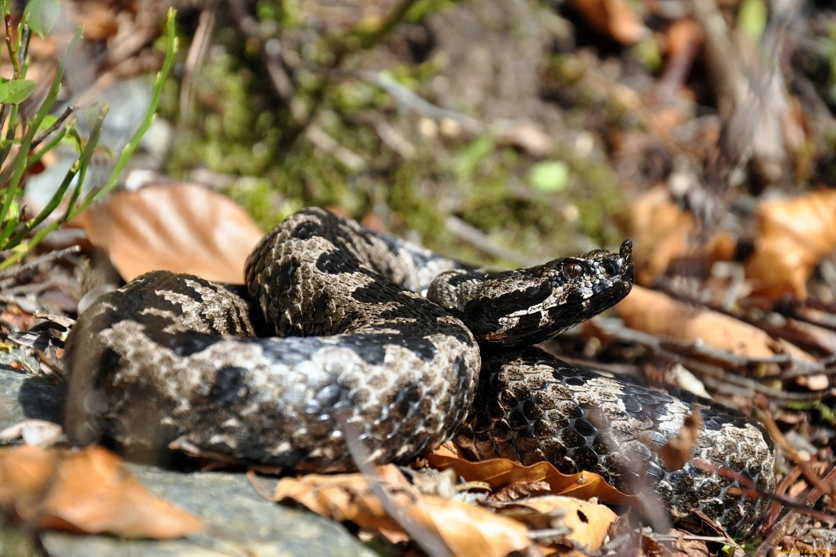 Змея горлянка