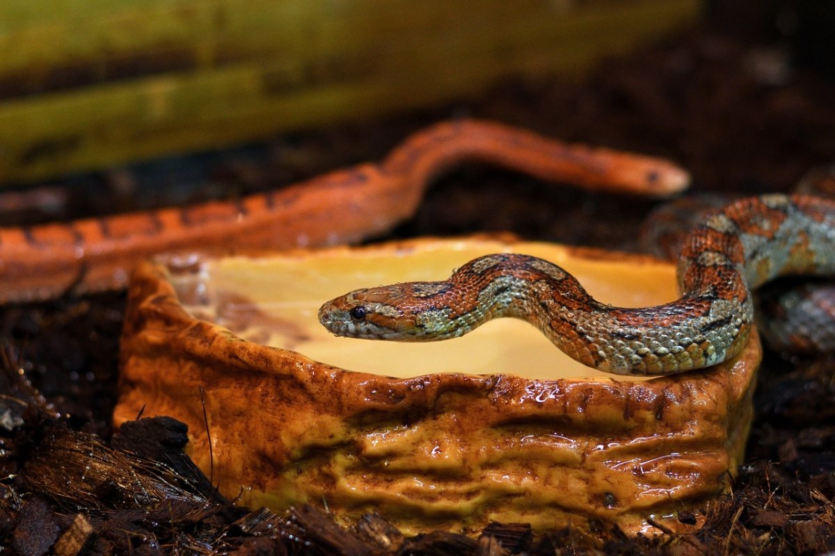 Бесчешуйчатый маисовый полоз Тульский экзотариум