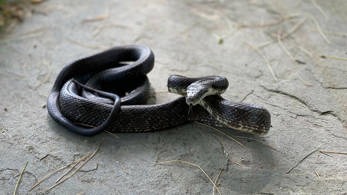 Гадюка в Самарской области
