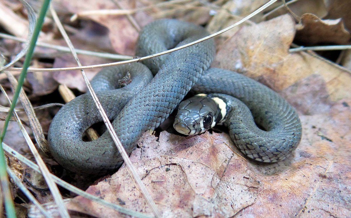 Уж обыкновенный гадюка обыкновенная медянка