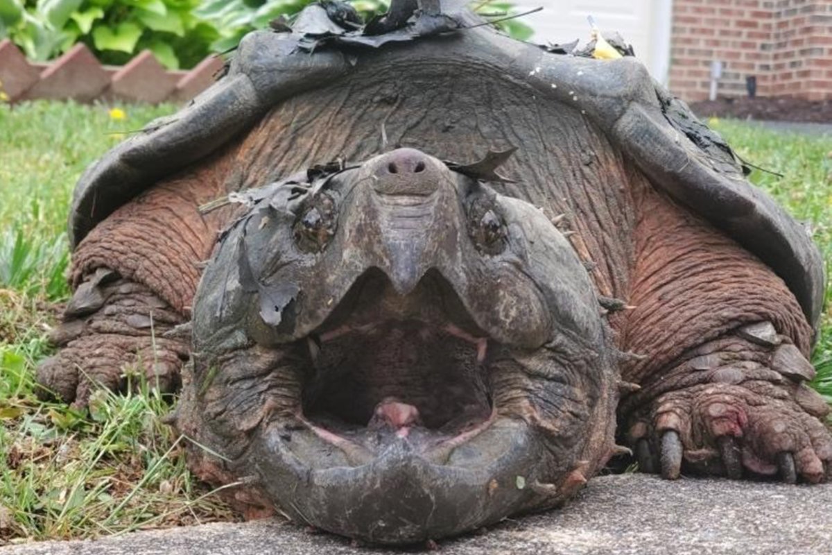 оргазм у черепах сколько длится фото 118