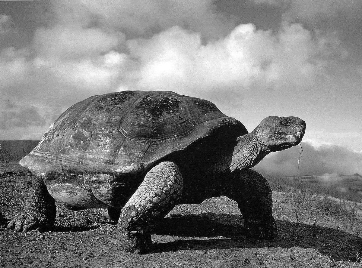 Череп галапагосской черепахи. Галапагосская гигантская черепаха. Галапагосские острова черепахи. Галапагосская черепаха морская. Слоновая черепаха.