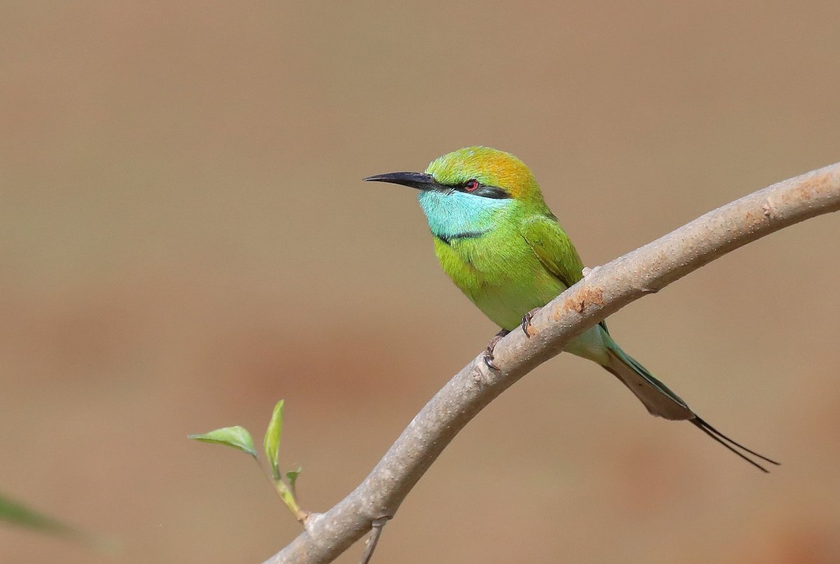 Малая зелёная щурка