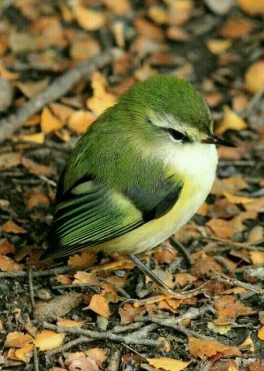 Acanthisitta Chloris