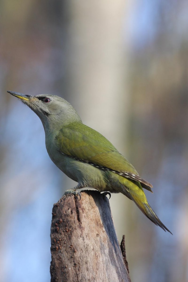 Зеленая птица