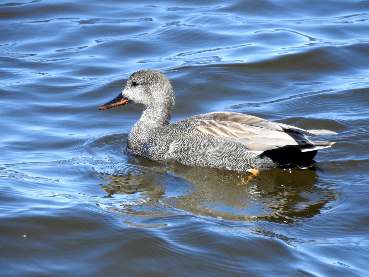 Серая птица похожая на утку