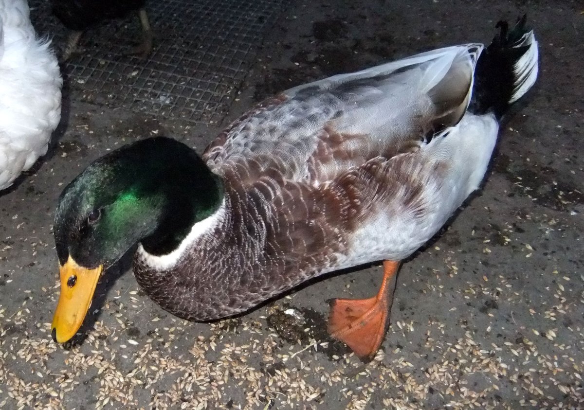 Руанская порода уток