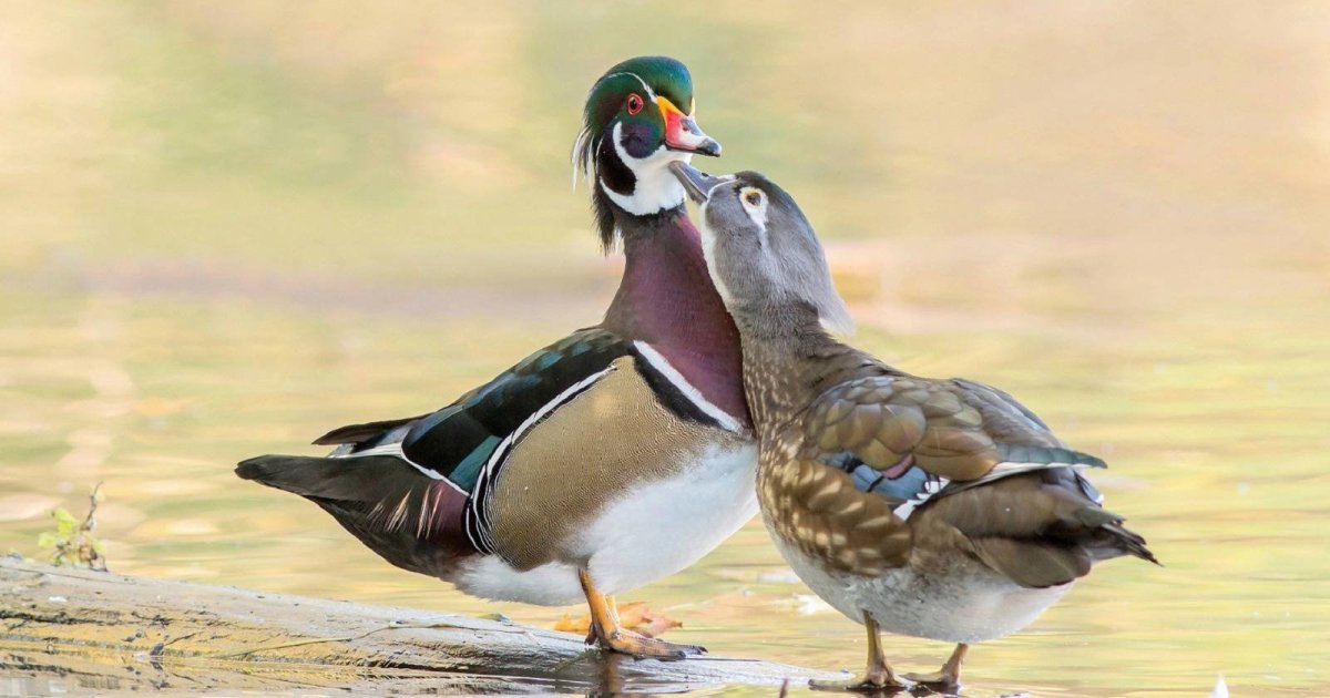 Утка Мандаринка самец