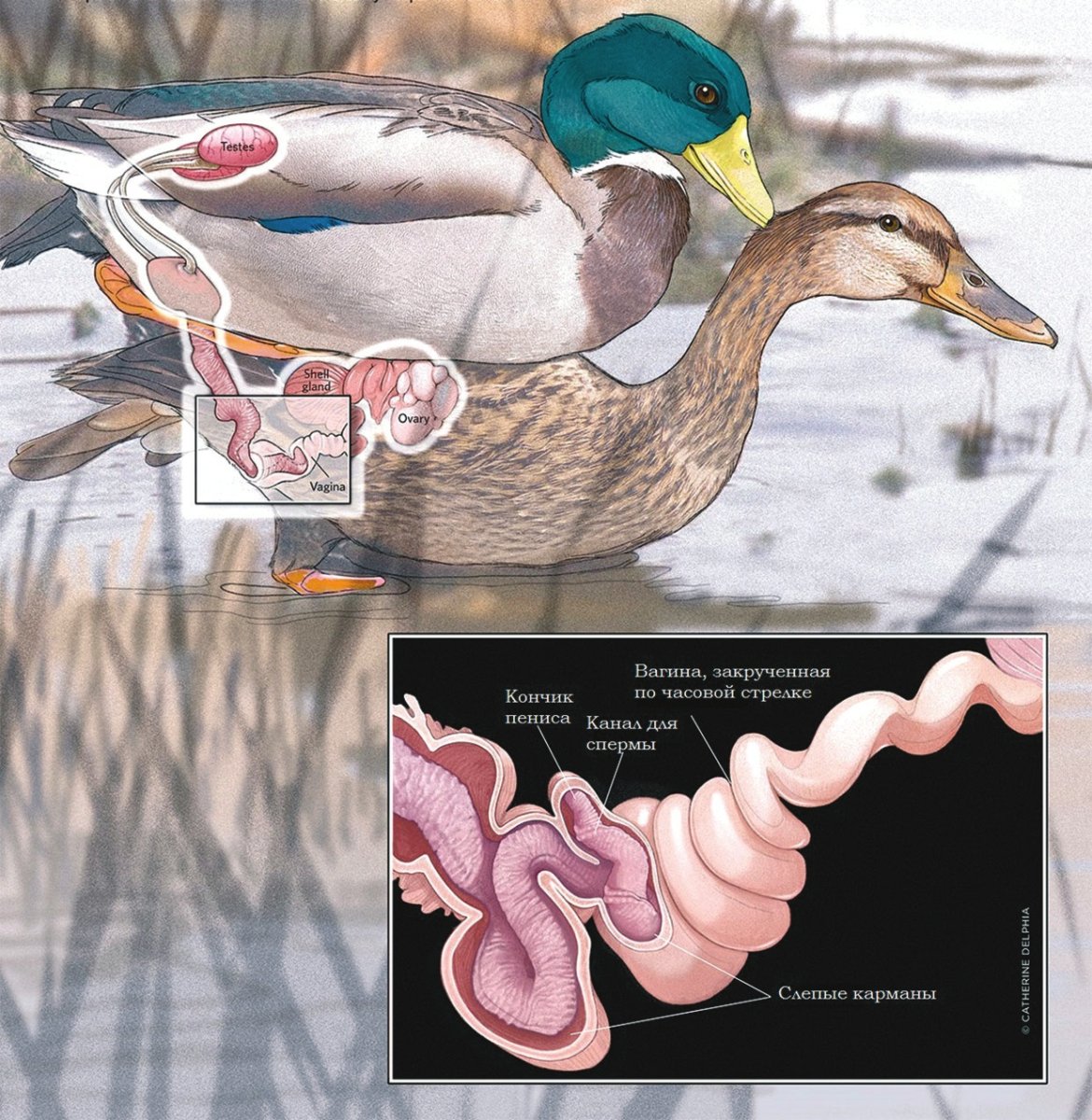 Половые органы селезня