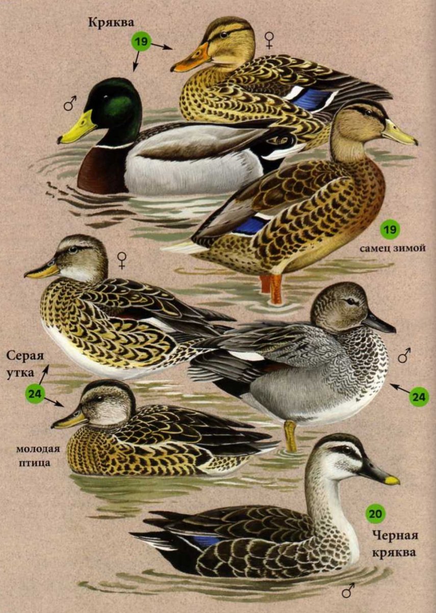 Утка кряква и селезень различия