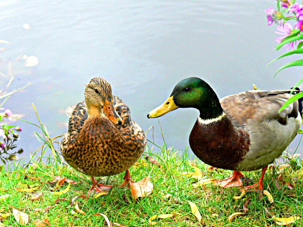 Породу уток чери вери