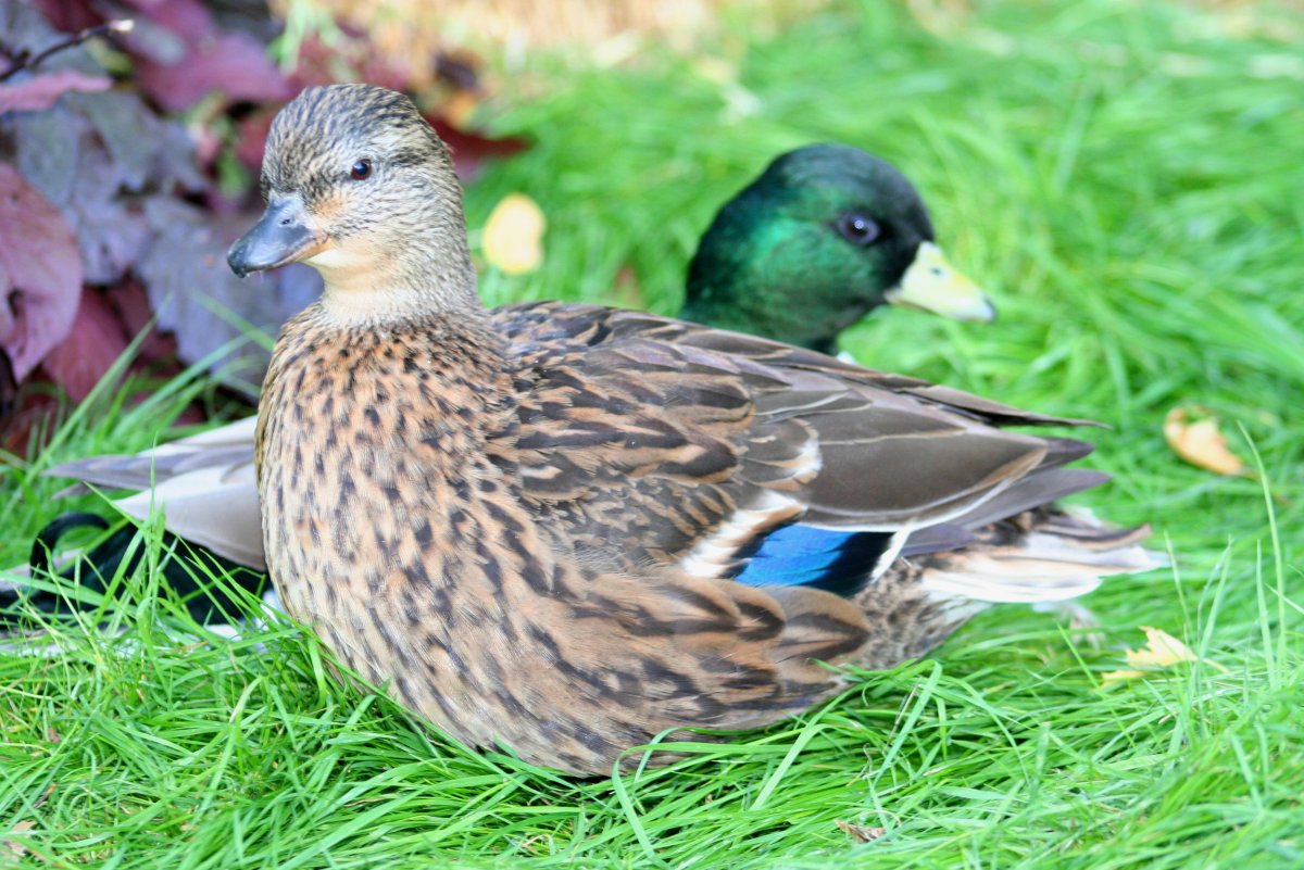 Утки скрещенные