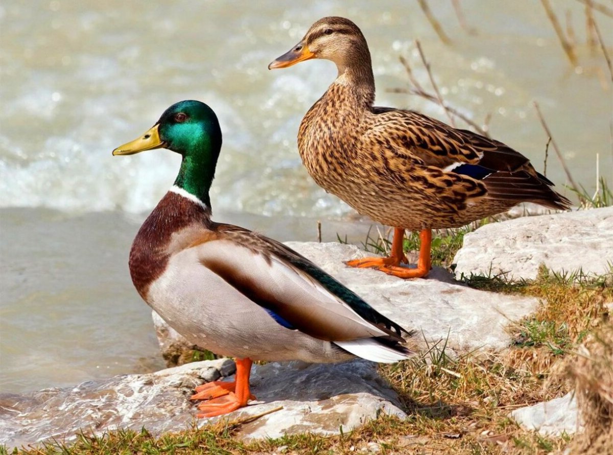 Дикая утка кряква