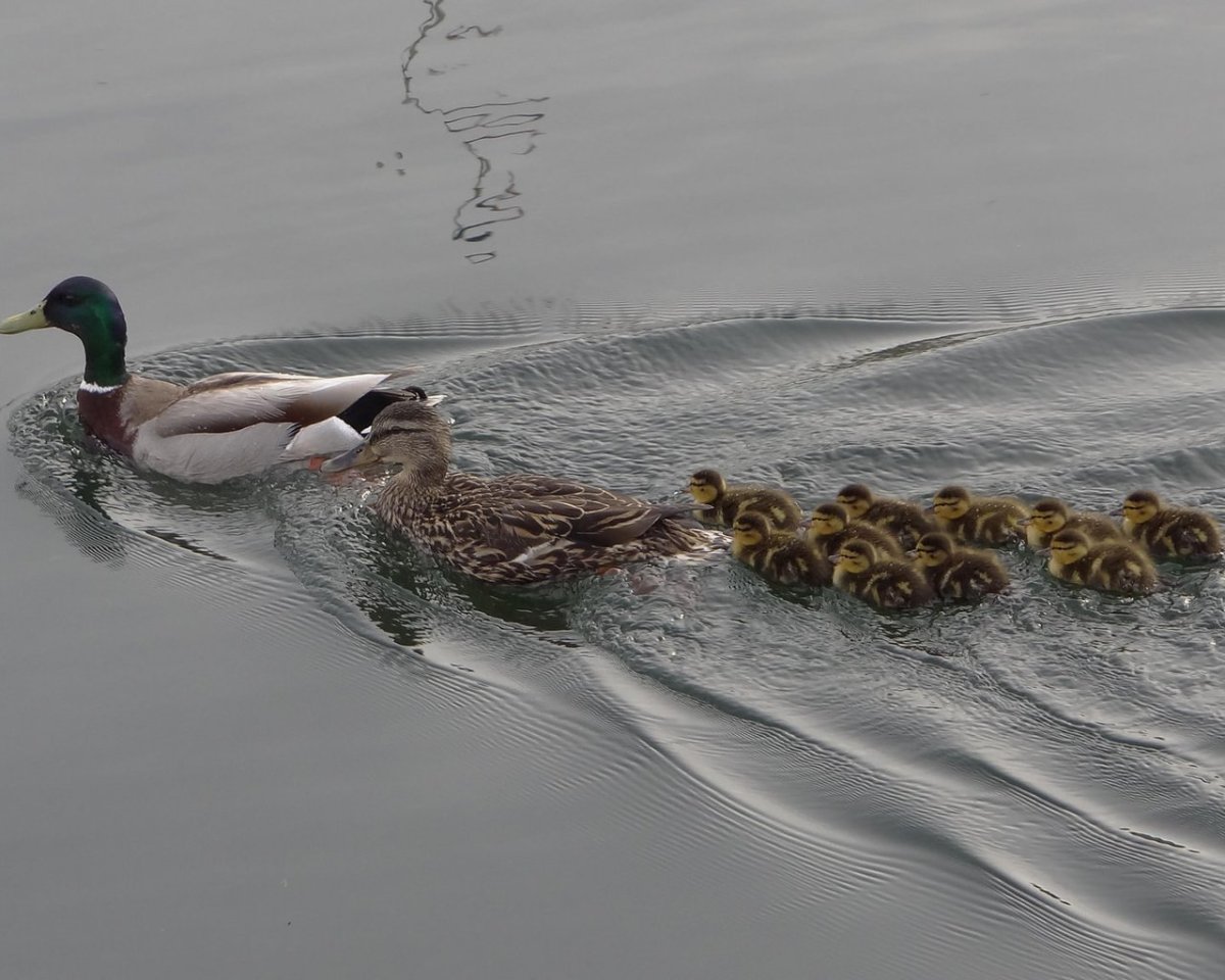 Семейство уток