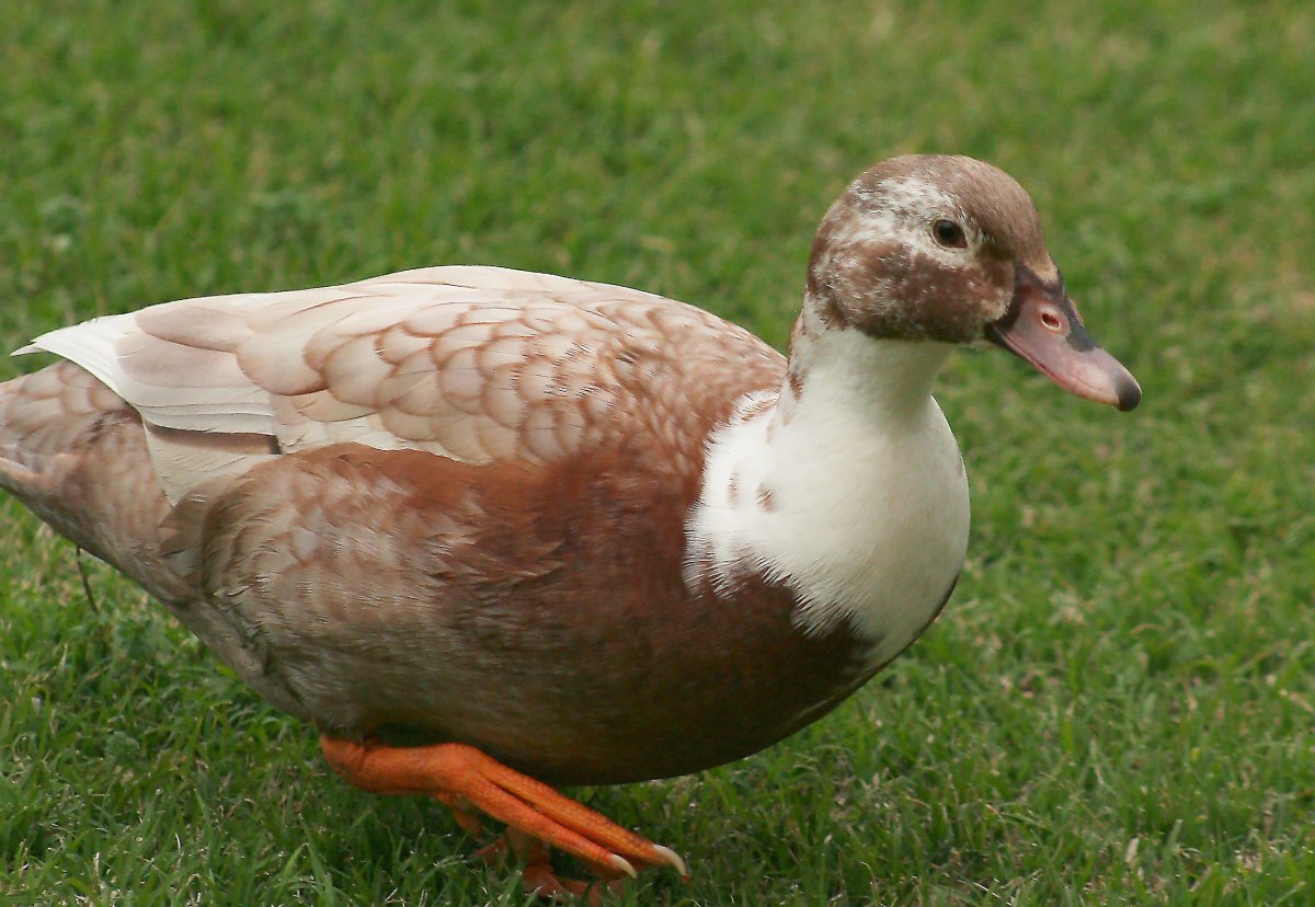 Bronze Chocolad Muscovy Ducks ”