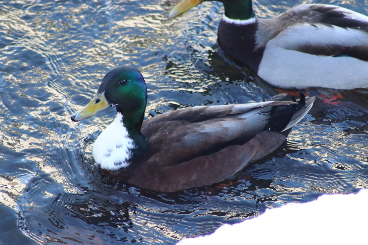 Северная утка селезень
