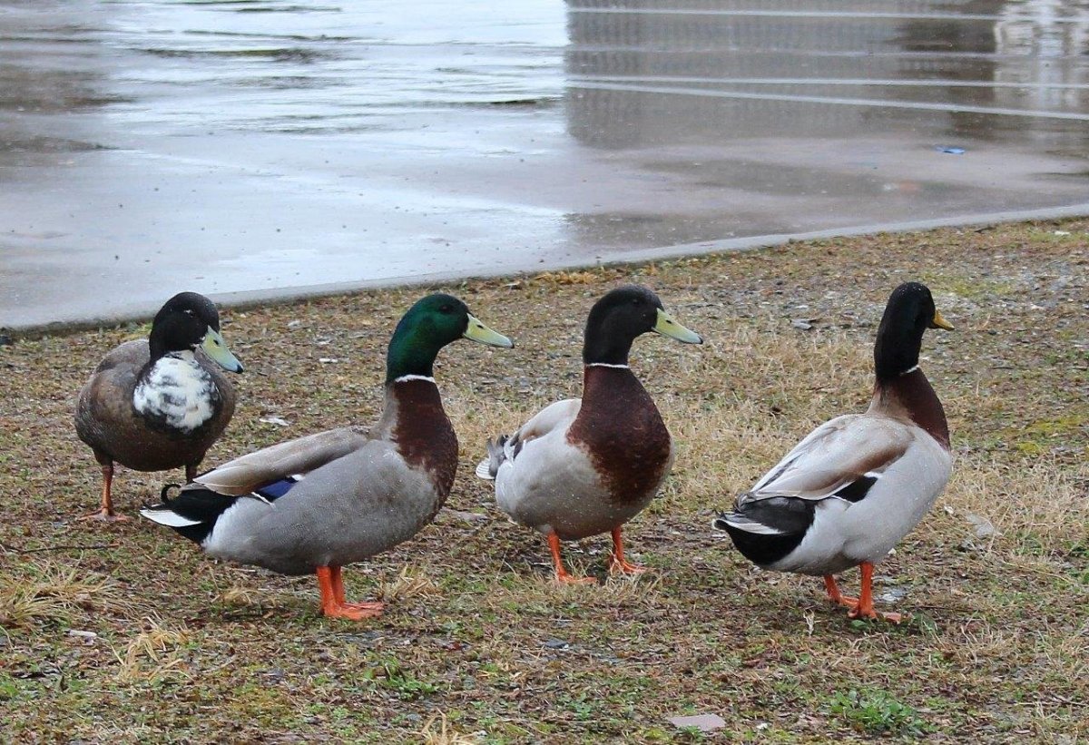 Зеркальные утки