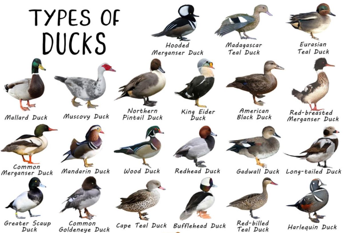 Types of Ducks