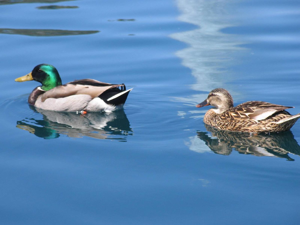 Утка от селезня