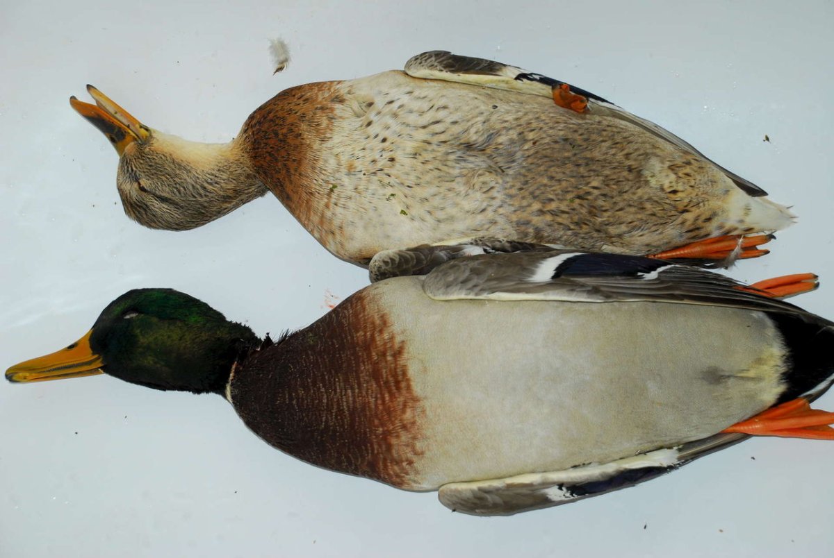 Оперение селезня