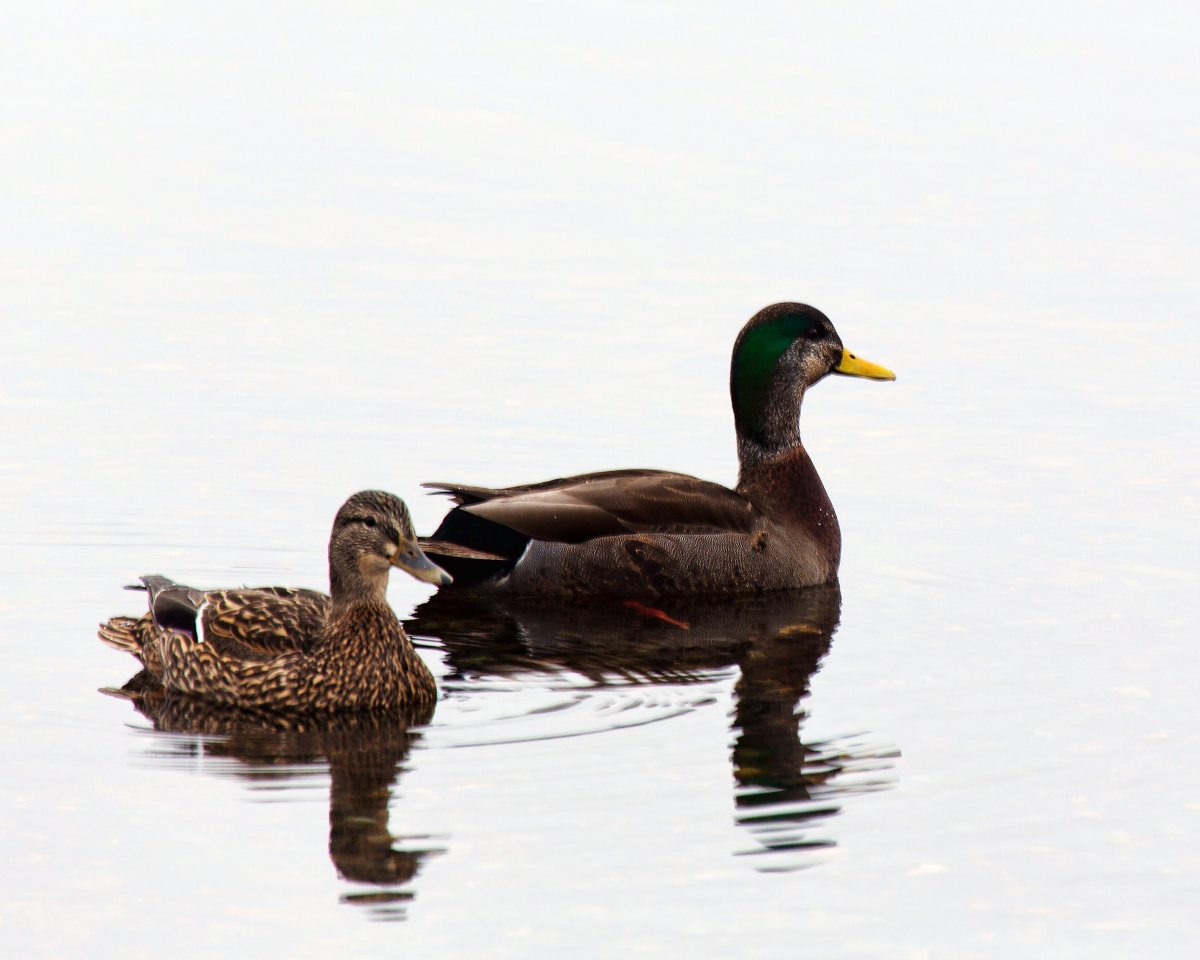 Селезень кряквы окрас