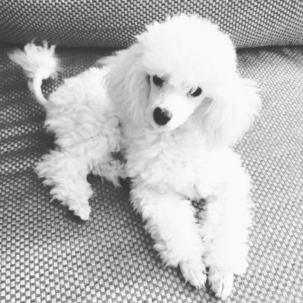 Карликовый пудель белый щенок