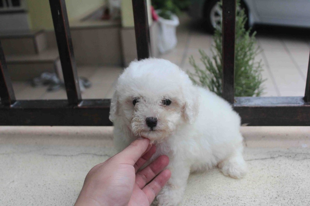 Той пудель мини белый