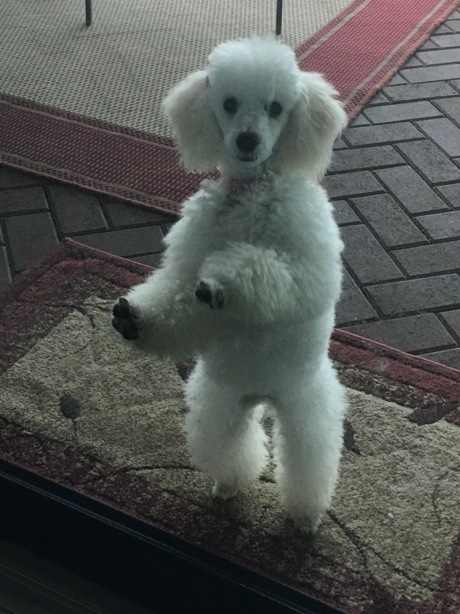 Карликовый пудель белый