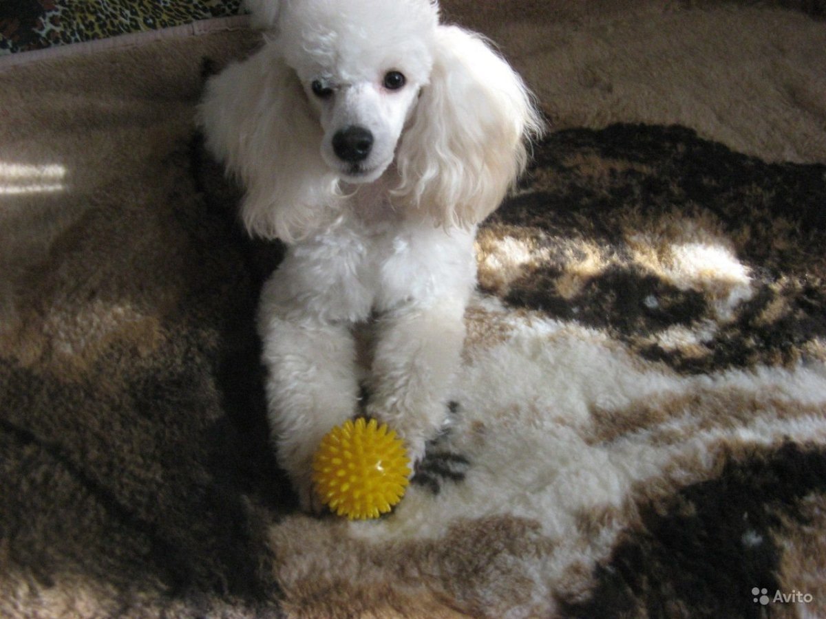 Карликовый пудель альбинос