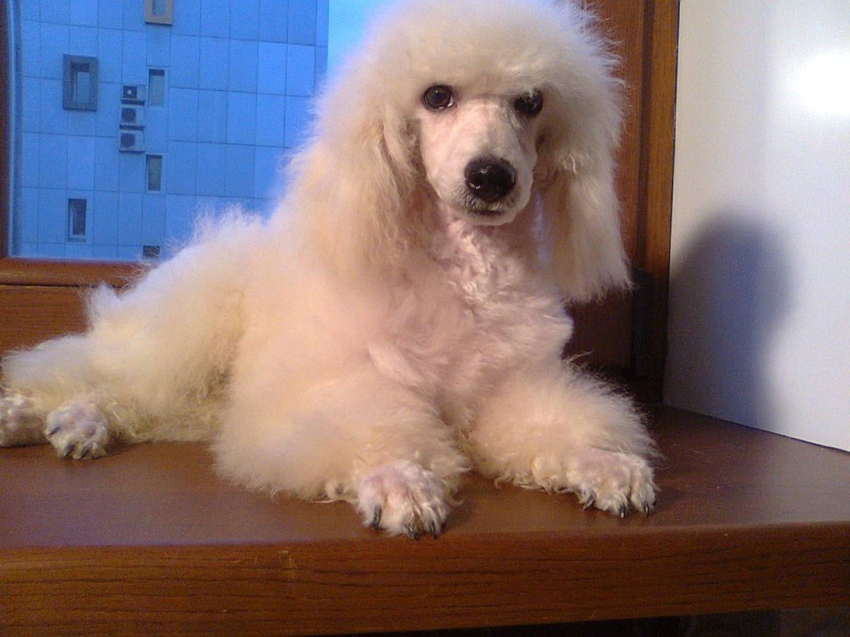 Карликовый пудель белый