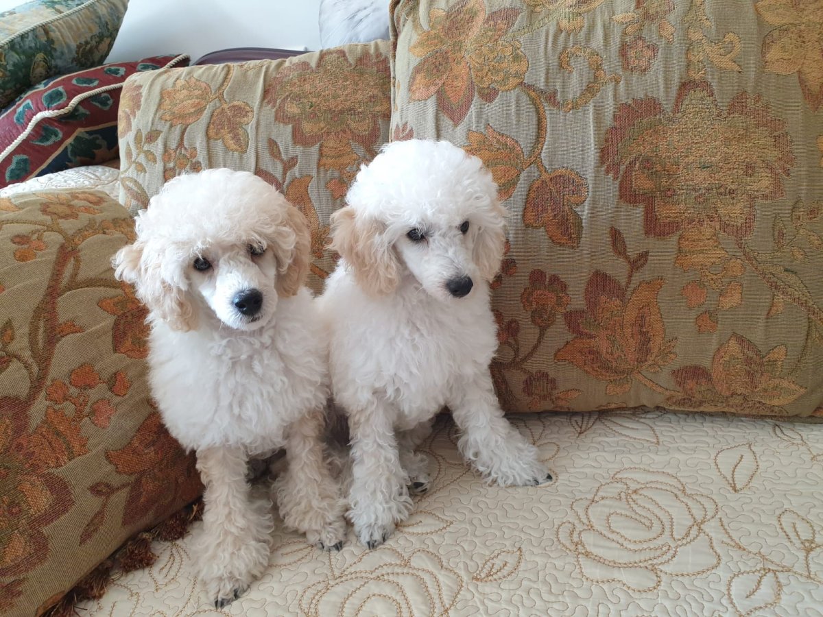 Курликовыйпудель белый