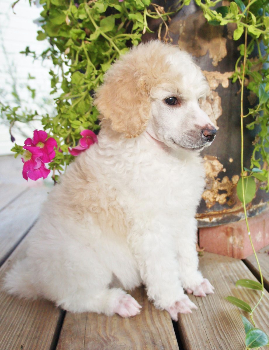 Той пудель белый