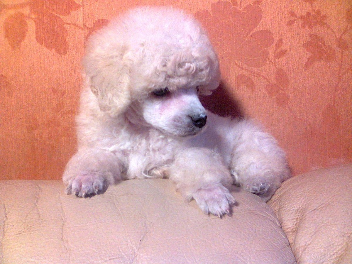 Карликовый пудель белый