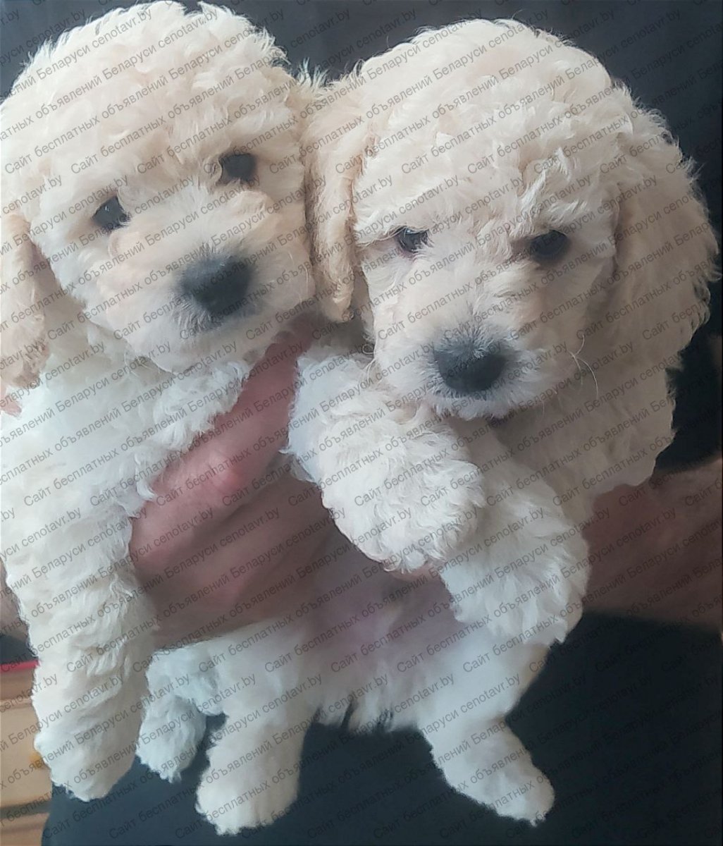 Карликовый пудель