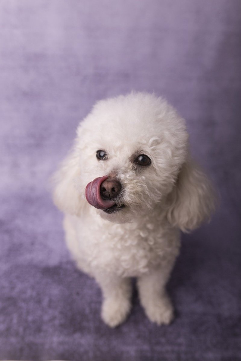 Белый пудель щенок