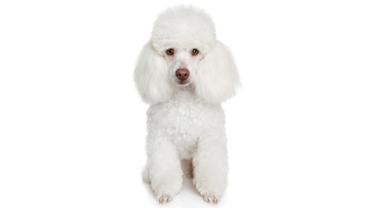 Пудель без фона