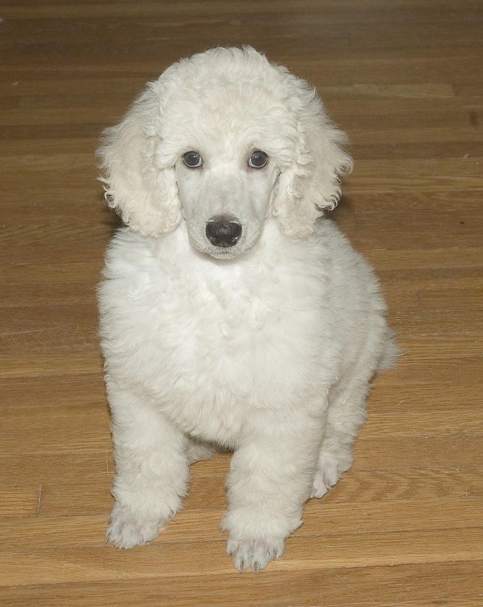 Карликовый пудель белого цвета