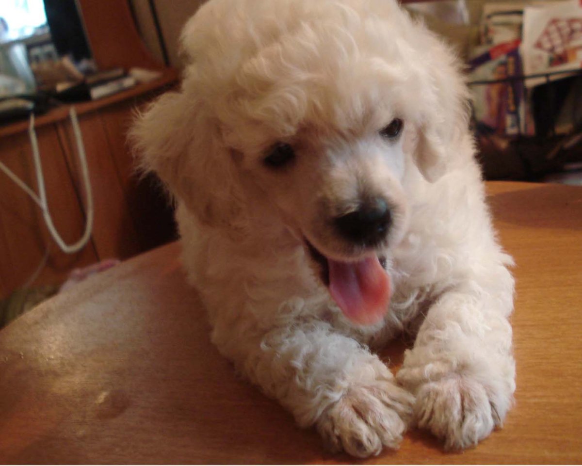 Курликовыйпудель белый