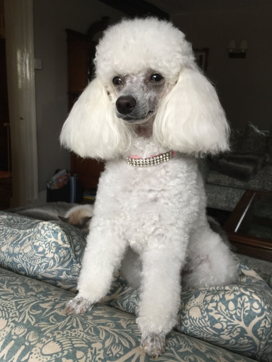 Той пудель мини белый