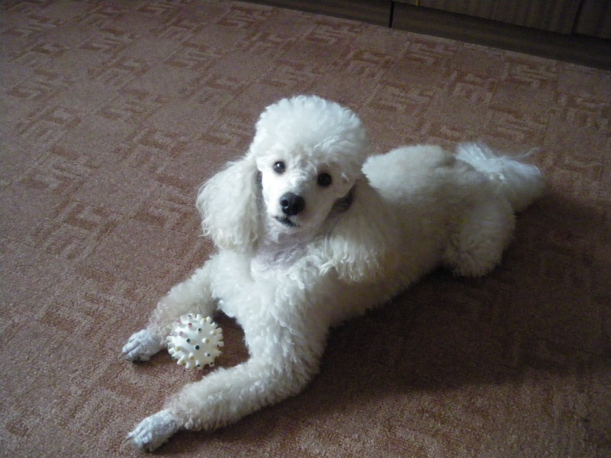 Курликовыйпудель белый