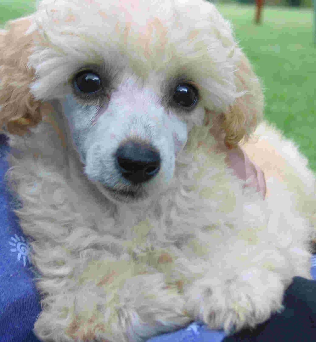 Пудель кудрявый