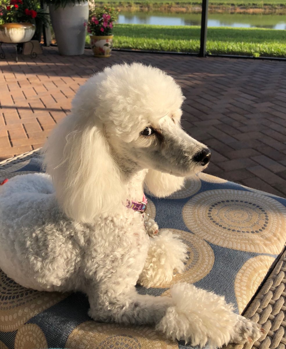 Пудель Паппи