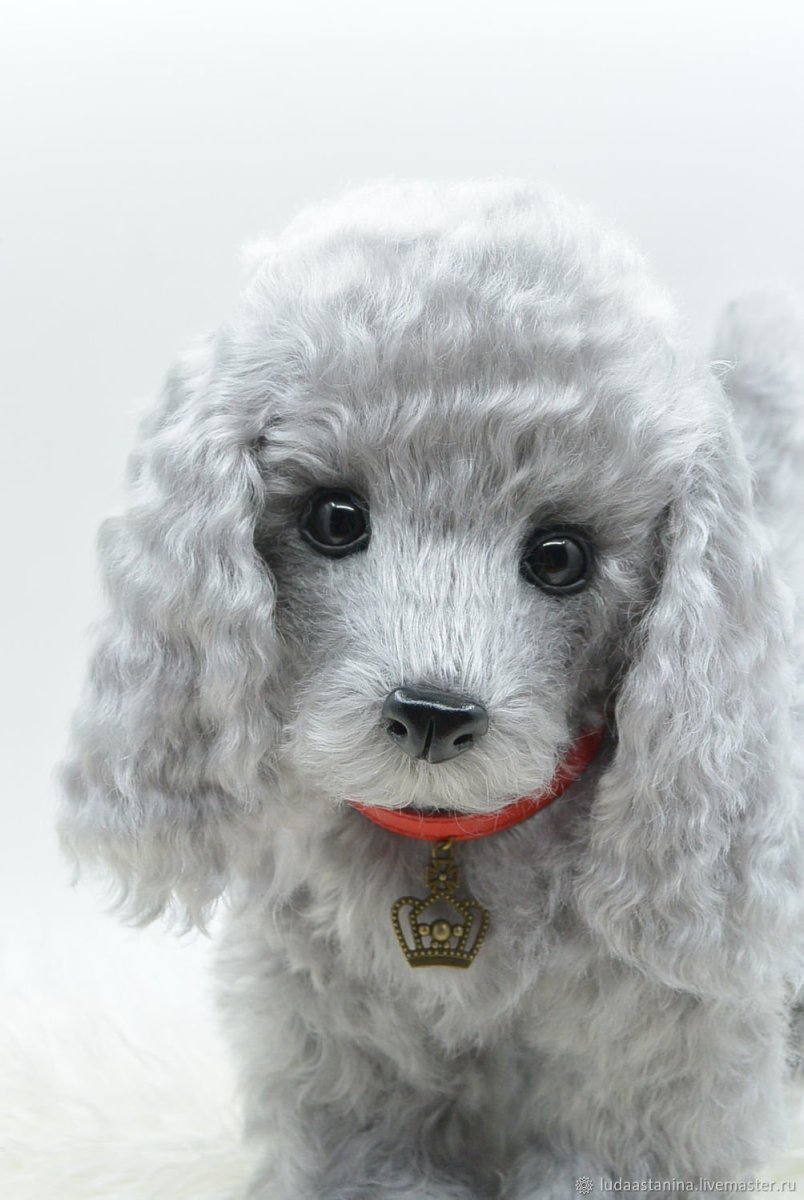 Пудель карликовый серебристый