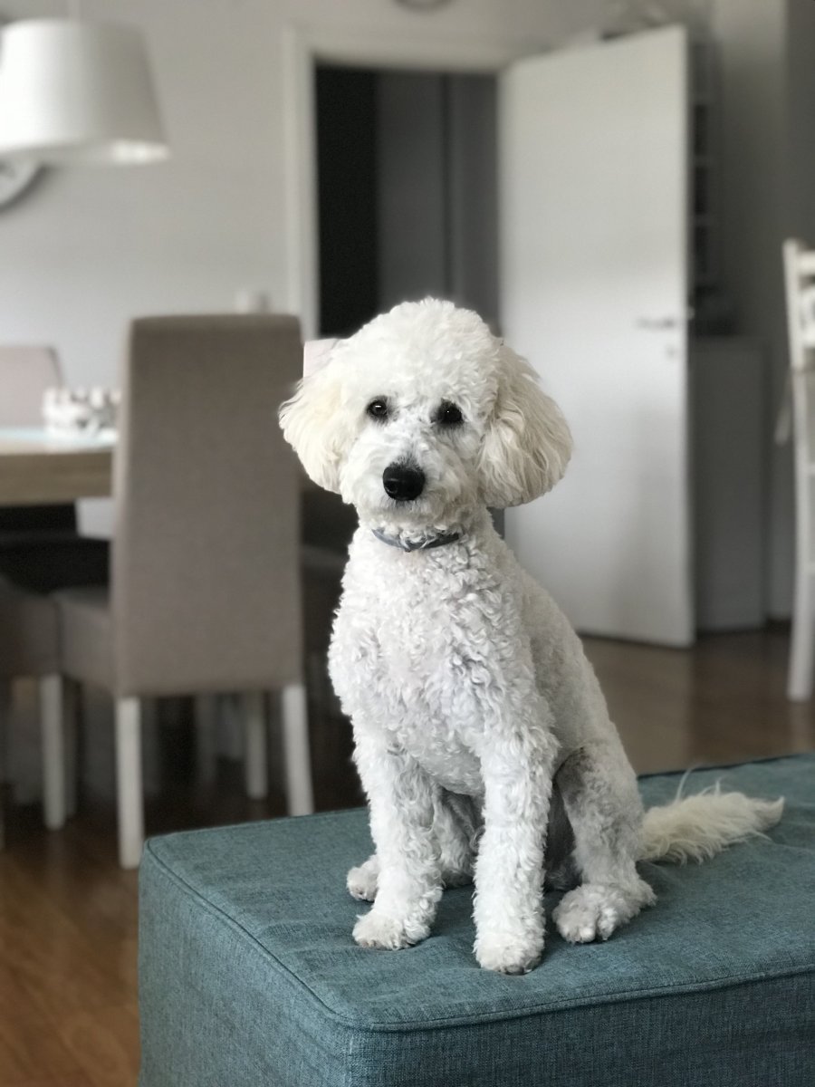 Мини пудель