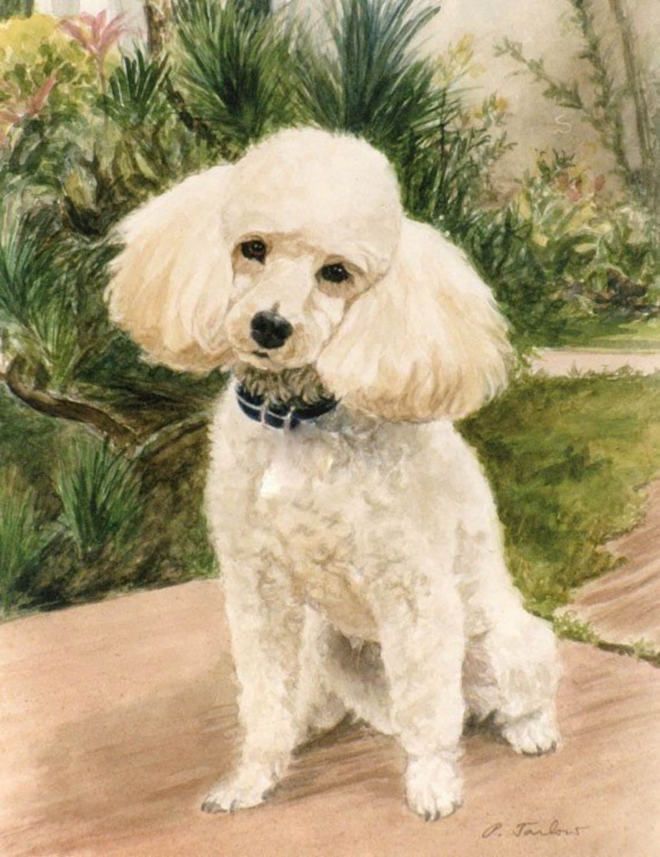 Пудель карликовый арт