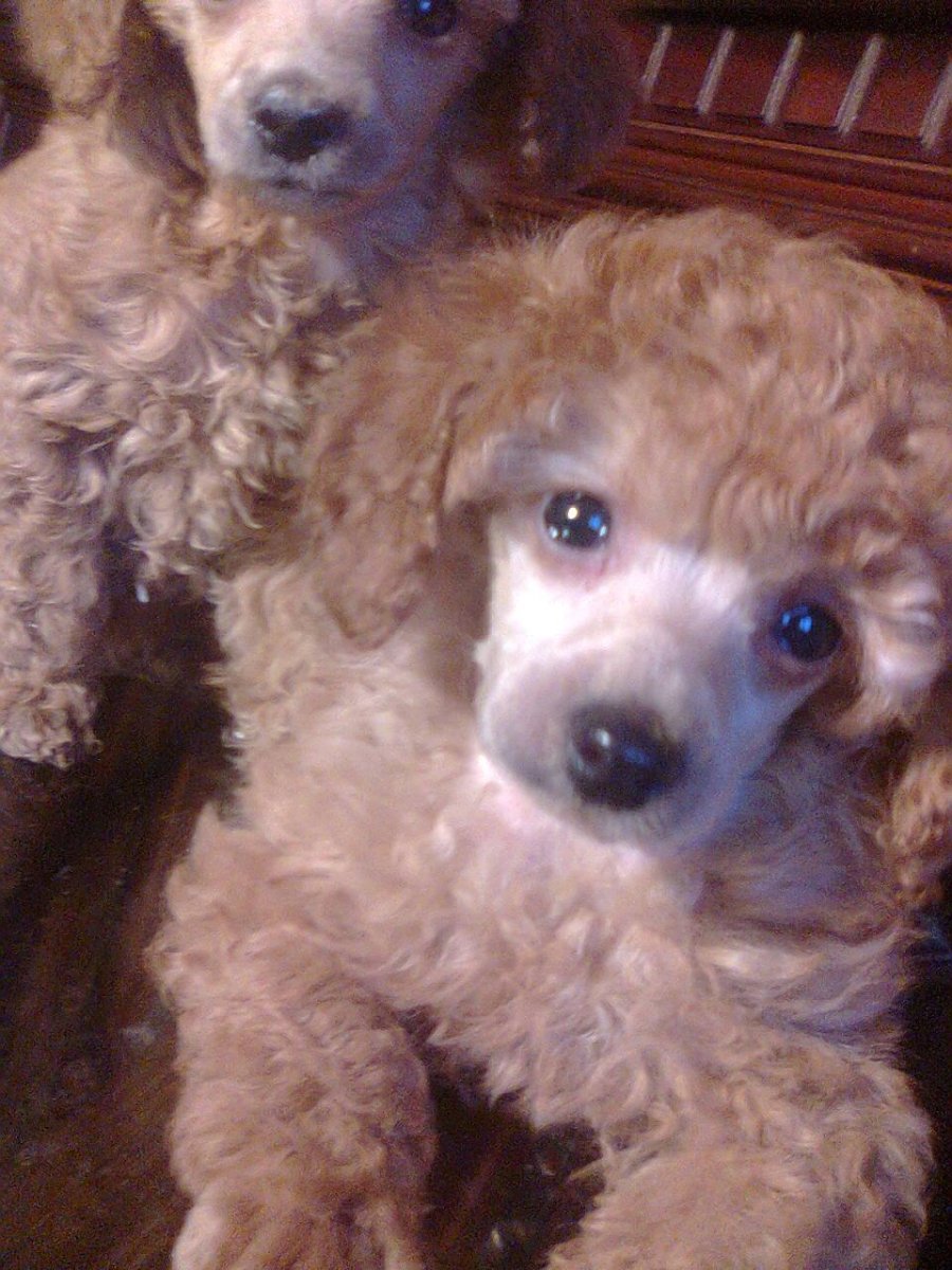 Пудель карликовый купированный