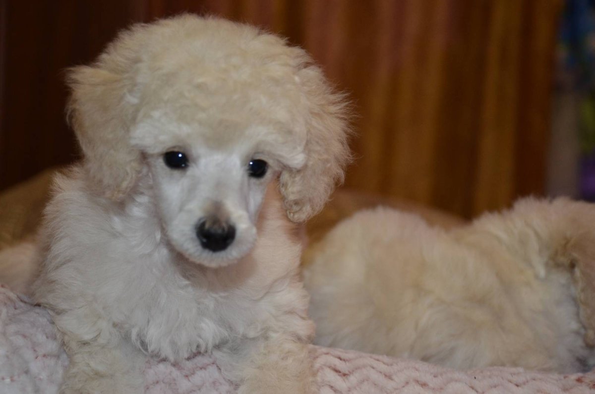 Карликовый пудель белый